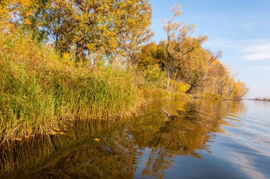 Sonbahar nehri, Sonbahar ağaçları altın içinde