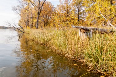 Sonbahar nehri, Sonbahar ağaçları altın içinde