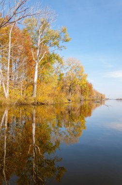 Sonbahar nehri, Sonbahar ağaçları altın içinde