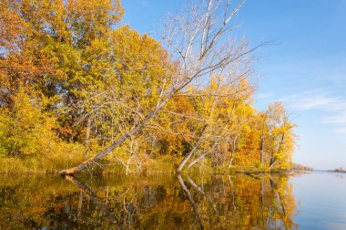 Sonbahar nehri, Sonbahar ağaçları altın içinde