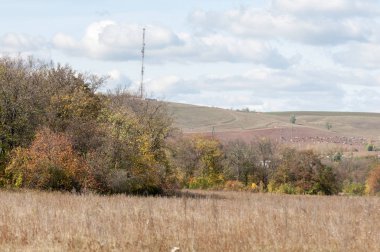 Sonbahar yaprak döken orman, güneşli bir gün