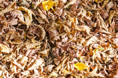 Sonbahar yaprak döken orman, güneşli bir gün