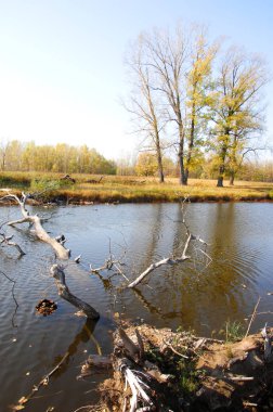 Sonbahar nehri, Sonbahar ağaçları altın içinde
