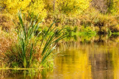 Sonbaharda nehir, yılın altın zamanı.