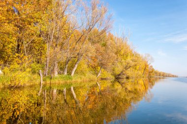 Sonbahar nehri, Sonbahar ağaçları altın içinde