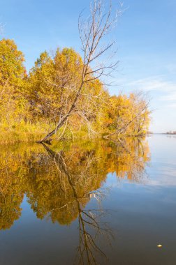 Sonbahar nehri, Sonbahar ağaçları altın içinde