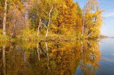 Sonbahar nehri, Sonbahar ağaçları altın içinde