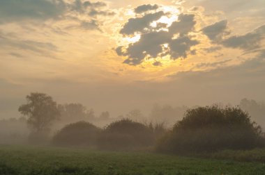 Karışık orman sonbahar siste