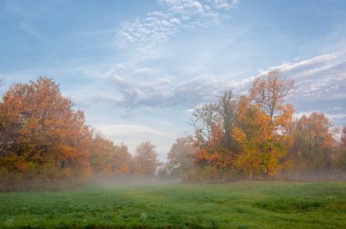 Karışık orman sonbahar siste