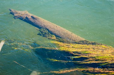 Sonbaharda nehir, yılın altın zamanı.