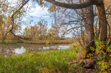 Sonbahar bataklığı. Çubuk bataklıkta yetişir.