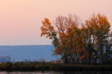 Sonbahar orman, sis, sabah, akşam, parlak sarı güneşin. Nadir beau
