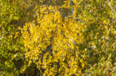 Gaussian Blur tasarımcılar için elverişlidir. Sonbaharda huş ağaçları