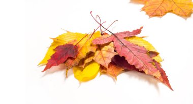Sonbahar yaprakları. Akçaağaç, huş ağacı, kavak, kestane, Yabani kiraz, rowa