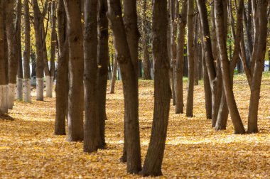 Parkta, ıhlamur ağaçları bırakılan yaprakları sarı sonbahar