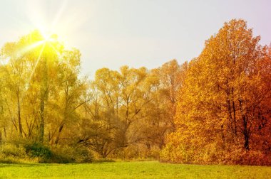 Sonbahar manzarası. Milli parktaki güzel sonbahar ormanı.