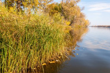 Sonbahar nehri, Sonbahar ağaçları altın içinde