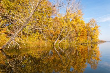 Sonbahar nehri, Sonbahar ağaçları altın içinde