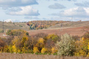 Sonbahar yaprak döken orman, güneşli bir gün