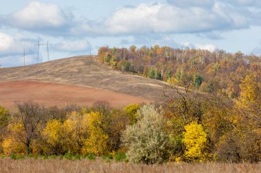 Sonbahar yaprak döken orman, güneşli bir gün