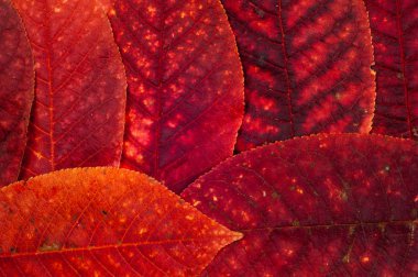 Sonbahar Yaprakları. 