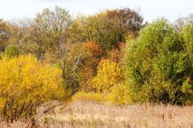 Sonbahar yaprak döken orman, güneşli bir gün