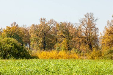 Sonbahar manzarası. Büyük sonbahar meşesi