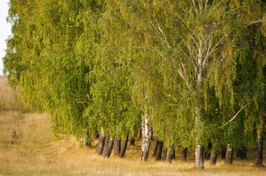 Nehir kenarındaki sonbahar çayırları