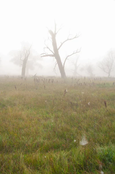 Autunno, autunno, caduta delle foglie, caduta delle foglie — Foto Stock