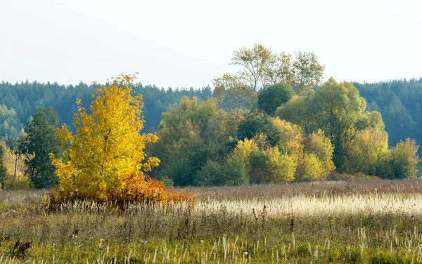 Herfst, herfst, blad daling, daling van het blad — Stockfoto