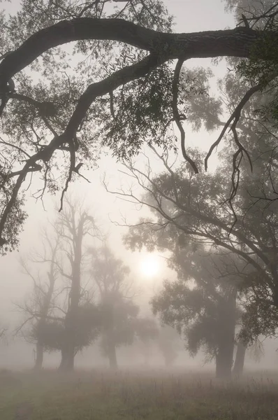 Autunno, autunno, caduta delle foglie, caduta delle foglie — Foto Stock