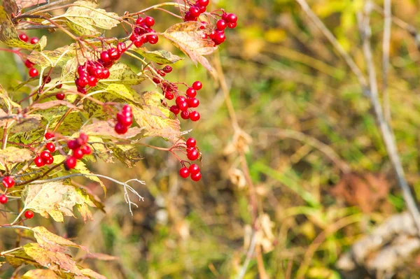 Herbst, Herbst, Blattfall, Blattfall — Stockfoto