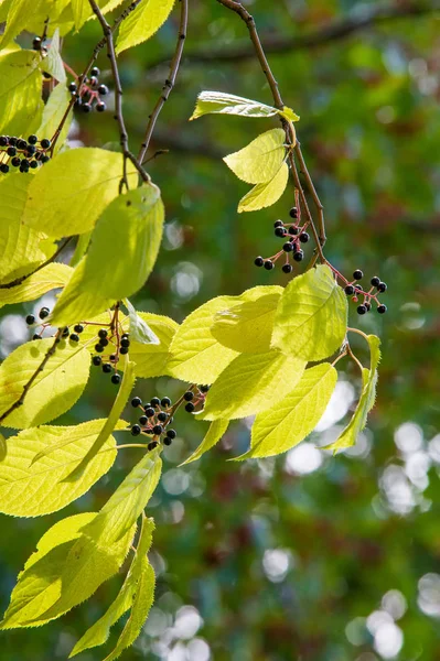 Cereza pájaro, bayas negras. hojas de otoño. contraluz. Árbol con —  Fotos de Stock