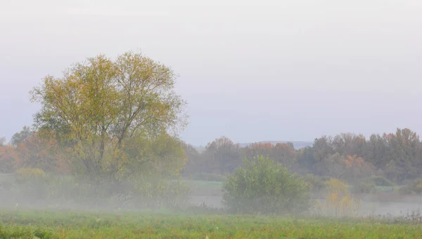 Podzimní mlha, východ slunce v lese — Stock fotografie