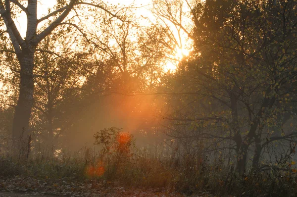 Осінній туман, схід сонця в лісі — стокове фото