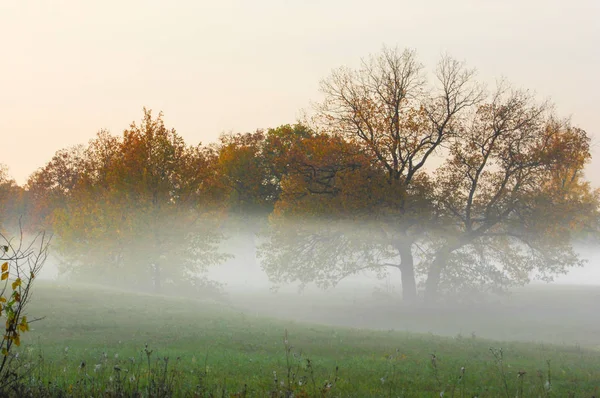 Осенний туман, рассвет в лесу — стоковое фото