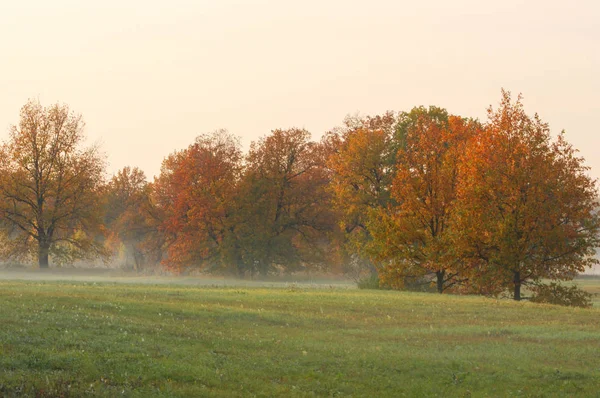 Autumn fog, sunrise in the forest — Stock Photo, Image
