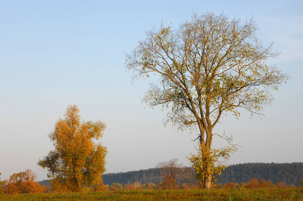 Осенний дуб стоит с золотыми листьями
