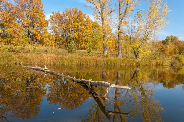 Sonbahar, sudaki ağaçların göldeki yansıması üzerine sessizdir. — Stok fotoğraf