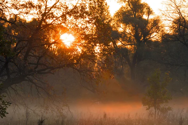 Foresta autunnale, nebbia, mattina, sera, sole giallo brillante. Bellezza rara — Foto Stock