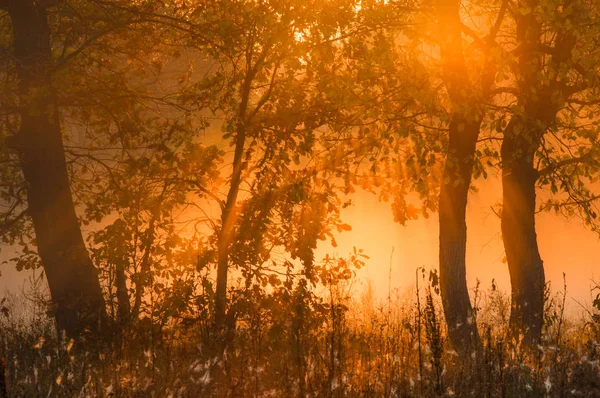 Foresta autunnale, nebbia, mattina, sera, sole giallo brillante. Bellezza rara — Foto Stock