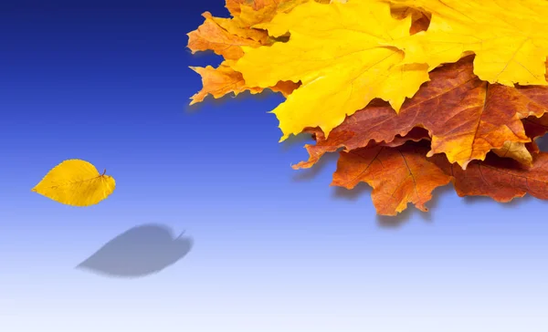Autumn klonowe listowie, czerwony, żółty zielony. Darmowe pole tekstu — Zdjęcie stockowe