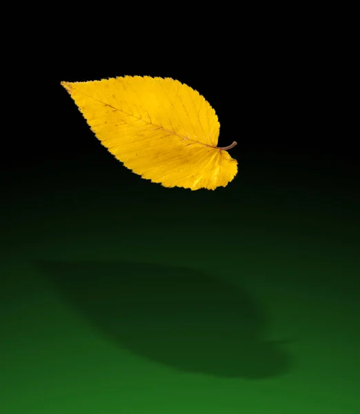 Осенние листья вяза — стоковое фото