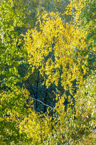 Березы осенью. Фотография сделана из окна на верхней части — стоковое фото