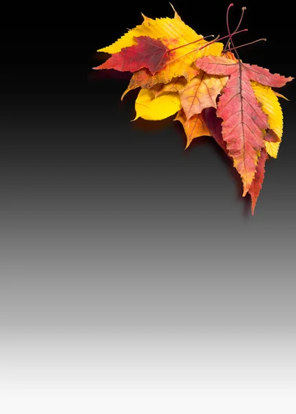 Jesienią liście są różne — Zdjęcie stockowe