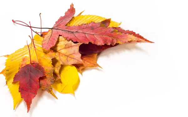Hojas de otoño. Arce, abedul, álamo, castaño, cereza silvestre, rowa — Foto de Stock
