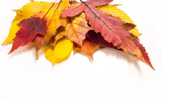 秋天的落叶。枫树，桦树、 杨树、 板栗、 野樱桃乐华 — 图库照片