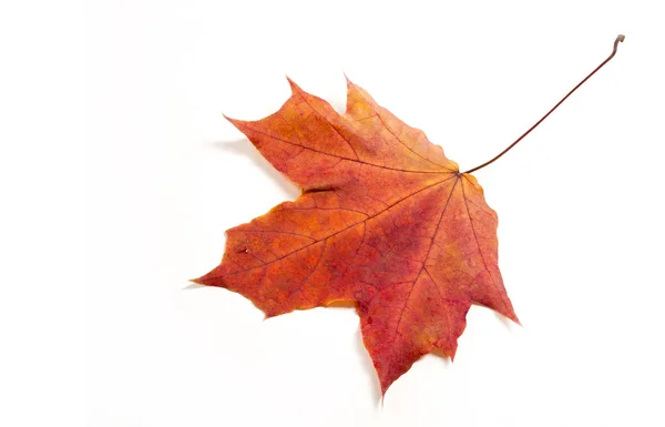 Herfst esdoorn bladeren. het blad van de esdoorn, gebruikt als een embleem van — Stockfoto