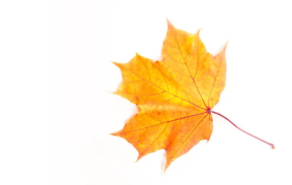 Hojas de arce de otoño. la hoja del arce, utilizada como emblema de — Foto de Stock