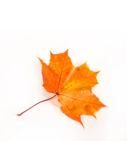 Folhas de bordo de outono. a folha do bordo, usada como um emblema de — Fotografia de Stock
